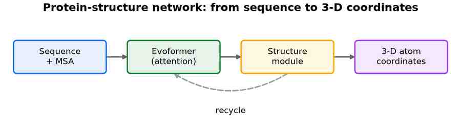 A protein sequence with its multiple-sequence alignment feeding an Evoformer attention stack, a structure module, and 3-D atom coordinates, with a recycling loop