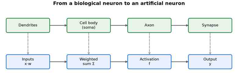 Top row: dendrites, cell body, axon, synapse of a biological neuron. Bottom row: weighted inputs, summation, activation function, output of an artificial neuron, aligned as analogues