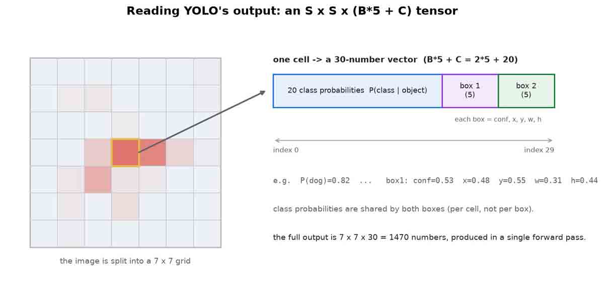 An image under a 7x7 grid, with one cell's 30-number vector exploded into a band of 20 class probabilities followed by two boxes of conf, x, y, w, h