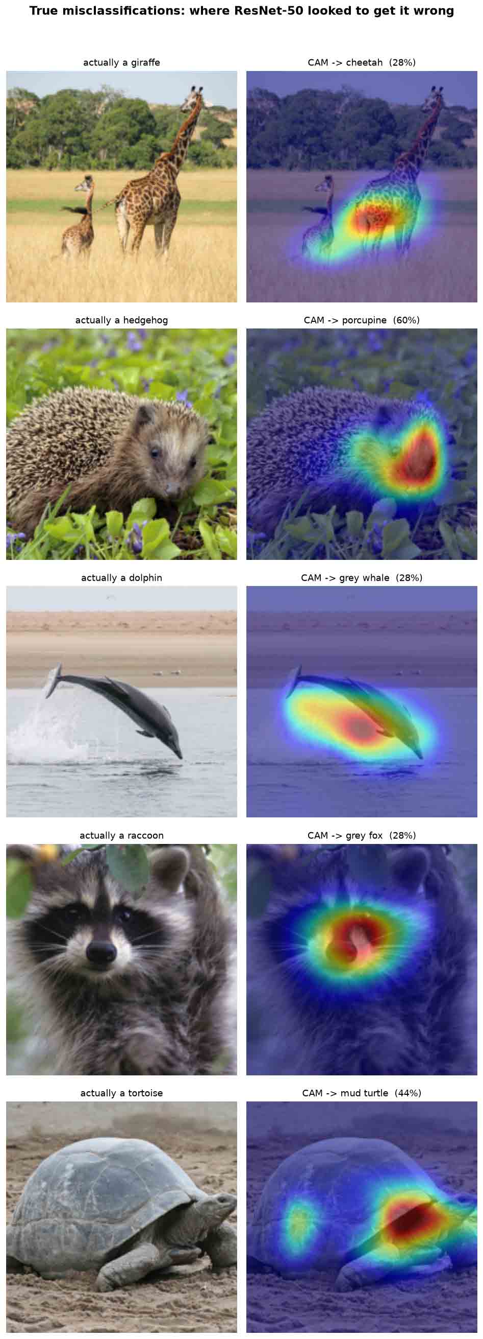 Five true misclassifications with Grad-CAM: giraffe as cheetah on the spotted coat, hedgehog as porcupine on the spines, dolphin as grey whale on the body, raccoon as grey fox on the muzzle, tortoise as mud turtle on the shell