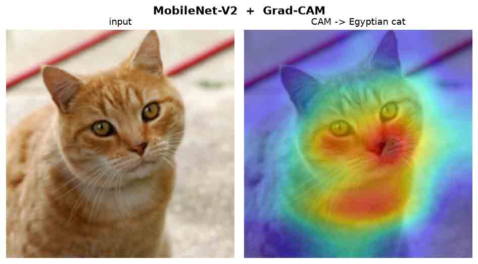 Input cat photo beside its Grad-CAM heatmap